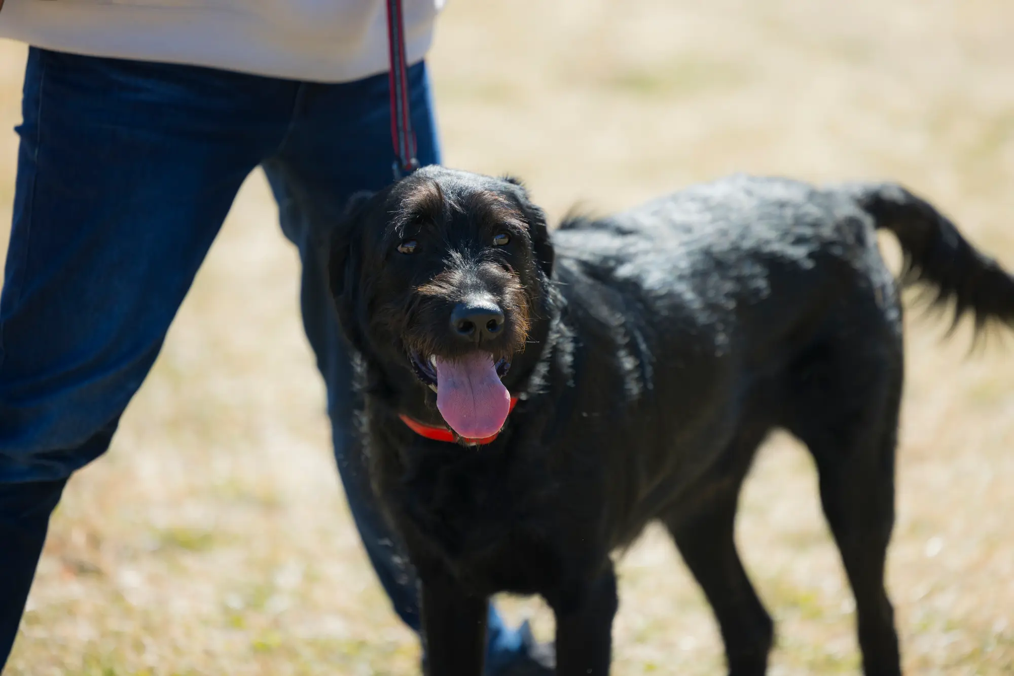 犬 吠える やめさせる グッズ