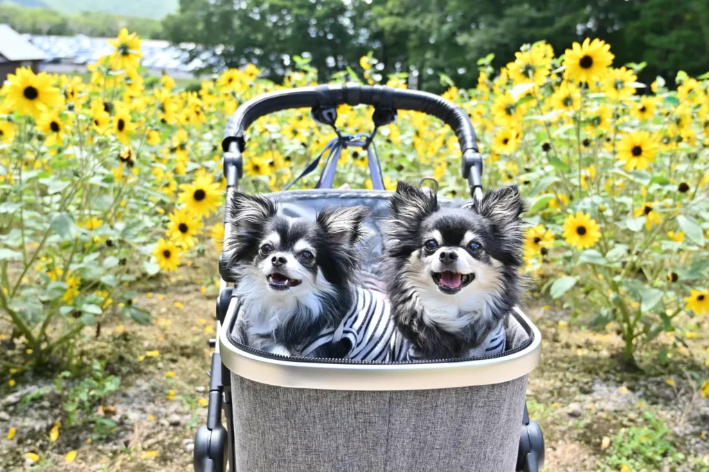 犬 熱中症 対策 グッズ