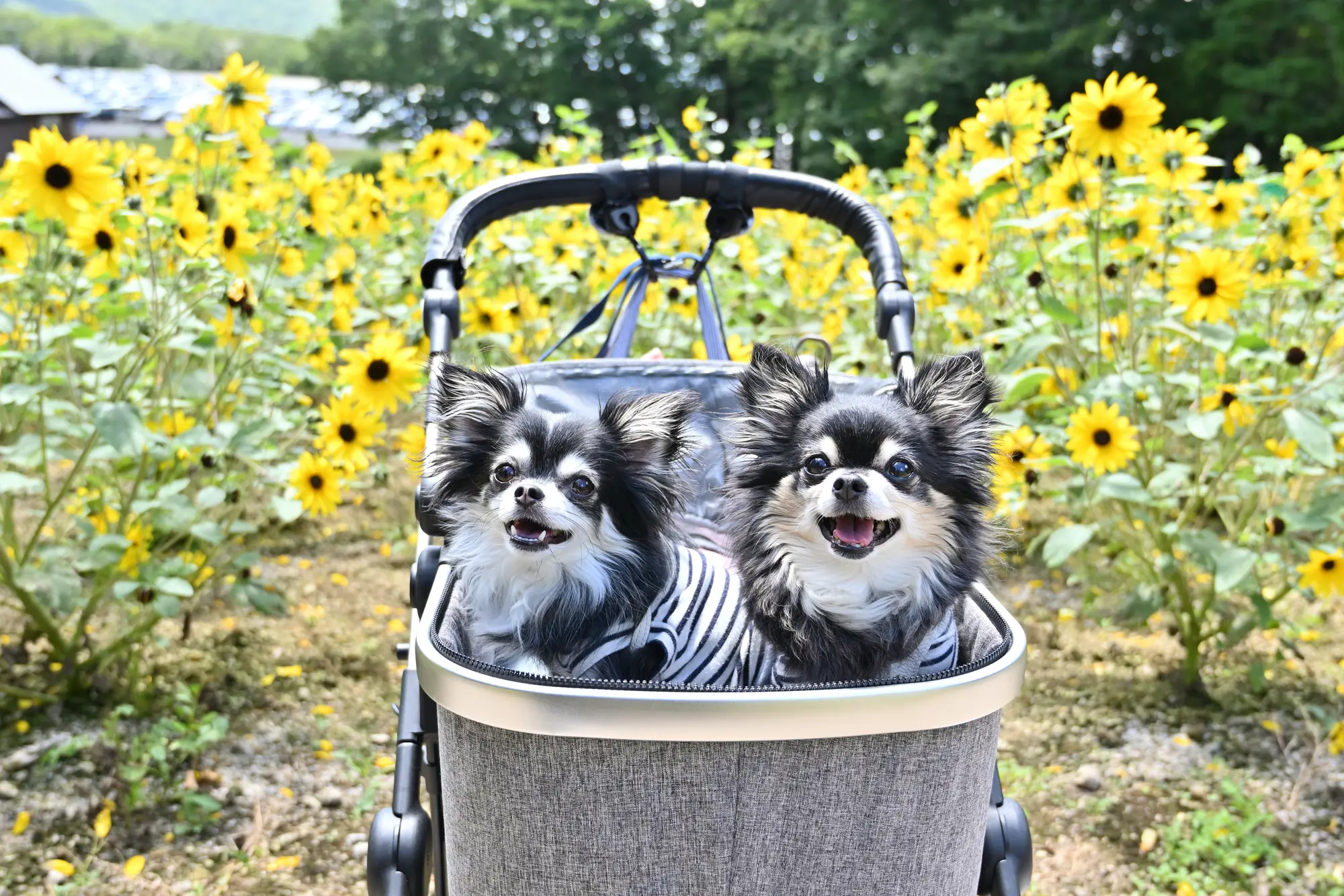 犬 熱中症 対策 グッズ