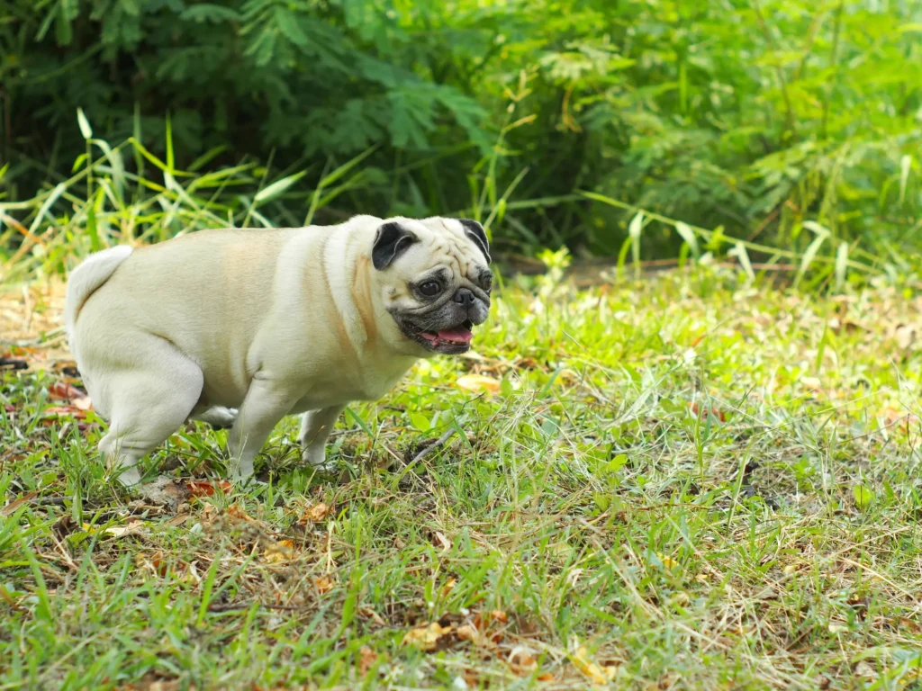 外でしかトイレをしない 犬 しつけ