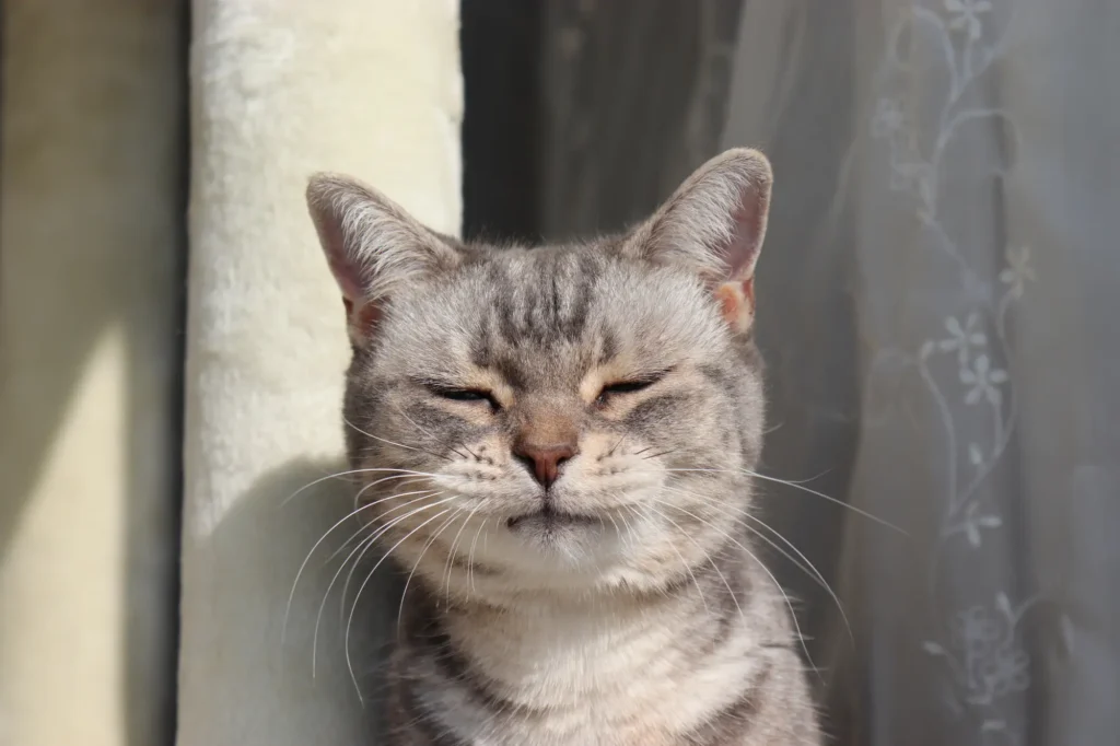 猫 花粉症 対策